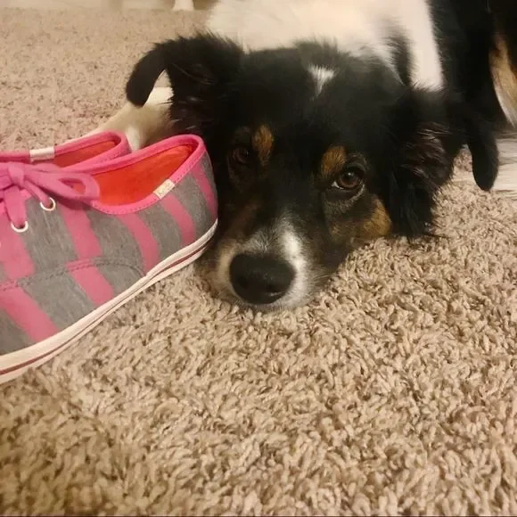 New Kate Spade Special Stripes Addition Keds women size 8 striped pattern shoes - Picture 5 of 5